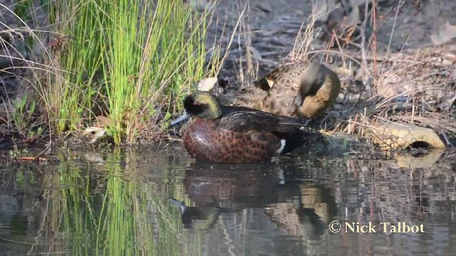 Chestnut Teal - ML201725491