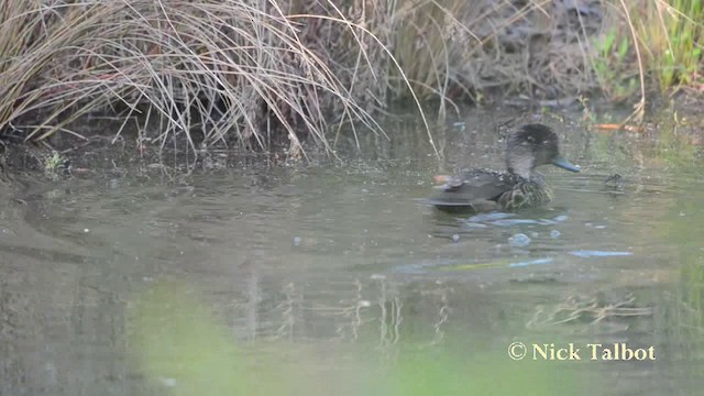 Chestnut Teal - ML201725511