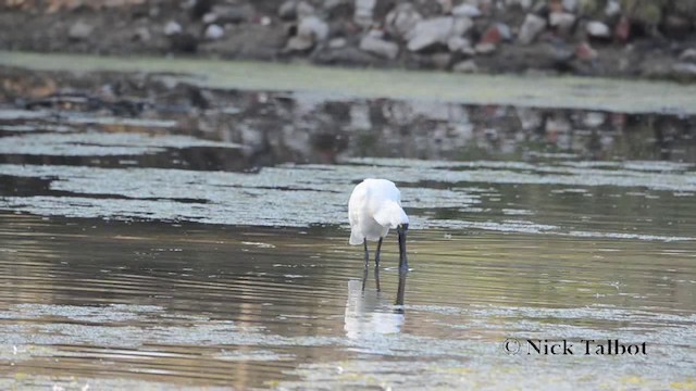 Royal Spoonbill - ML201725521