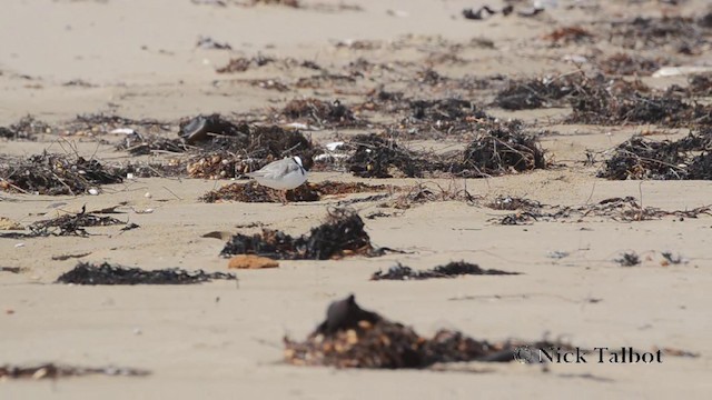 Hooded Plover - ML201725531