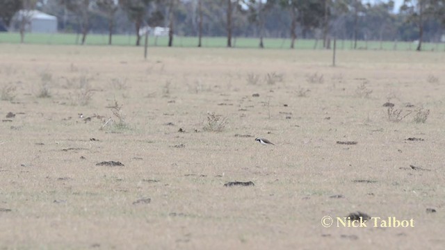 Banded Lapwing - ML201725581