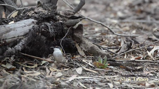 White-naped Honeyeater - ML201725591