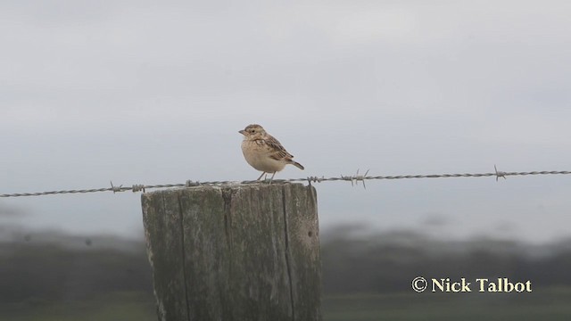 Singing Bushlark (Australasian) - ML201725601