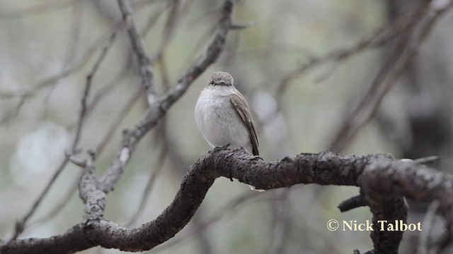 Weißschwanzschnäpper - ML201725611