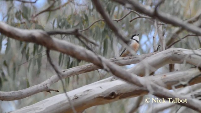 Rufous Whistler - ML201725631