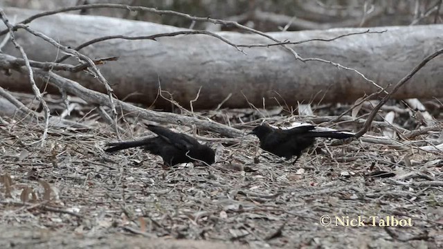 White-winged Chough - ML201725641