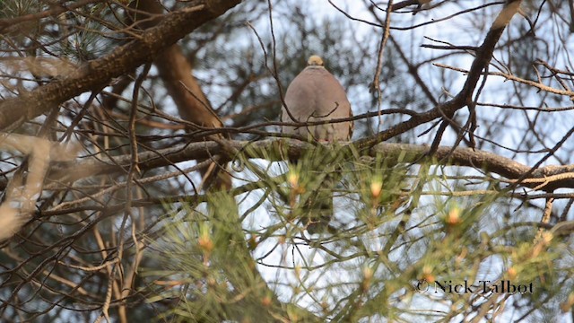 Common Bronzewing - ML201725651