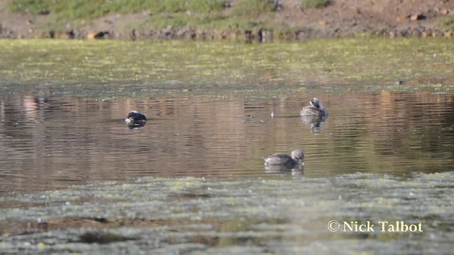 Hoary-headed Grebe - ML201725661