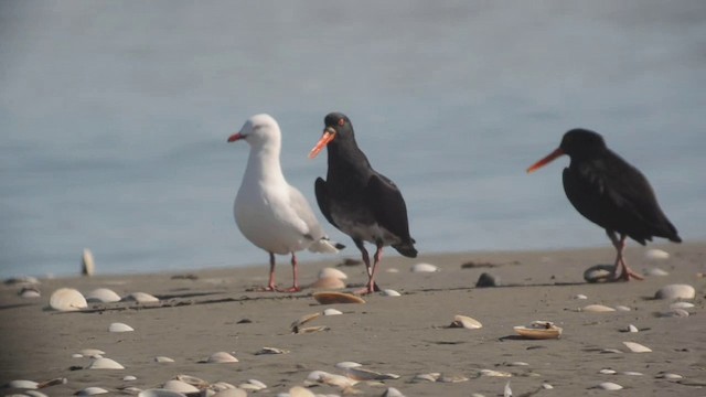 Silver Gull (Red-billed) - ML201725681