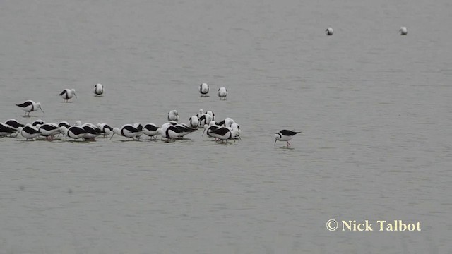 Banded Stilt - ML201725711