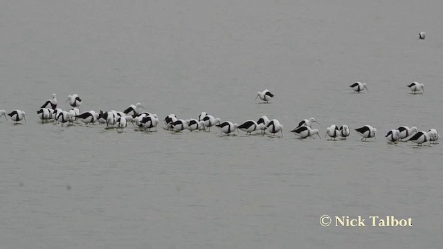 Banded Stilt - ML201725721