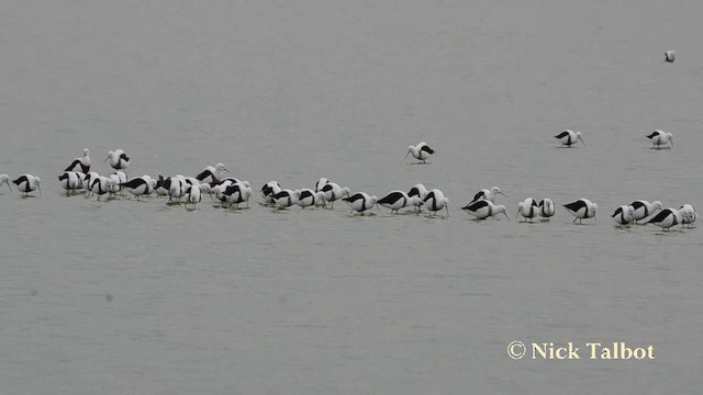 Banded Stilt - ML201725721