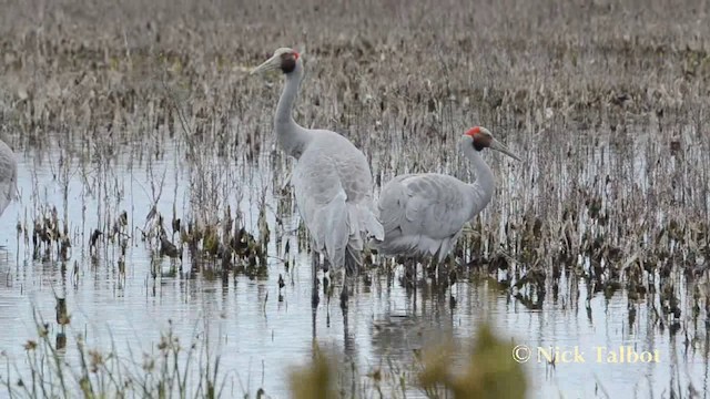 Brolga - ML201725741