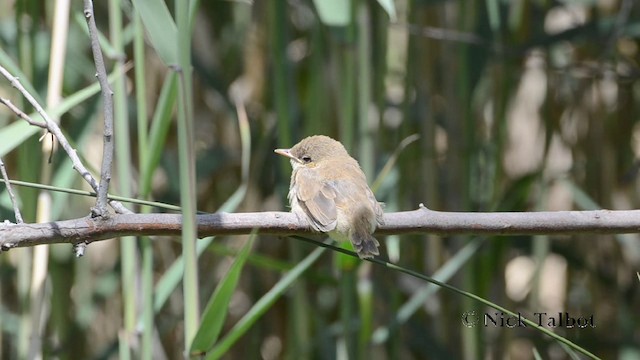 Australian Reed Warbler - ML201725751