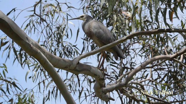 White-faced Heron - ML201725771