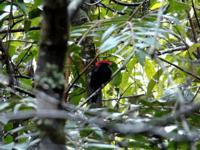 Helmeted Manakin - ML201725801