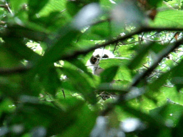 Tawny-browed Owl - ML201725841