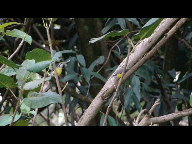 Sucrier à ventre jaune - ML201725861