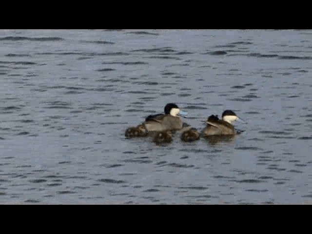 Puna Teal - ML201725981