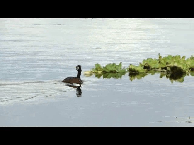 White-tufted Grebe - ML201726011