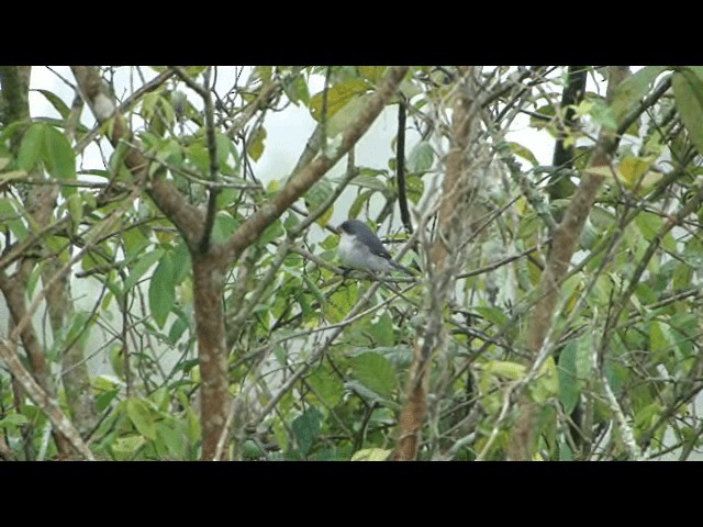 White-bellied Seedeater - ML201726051