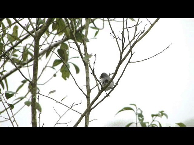 White-bellied Seedeater - ML201726061