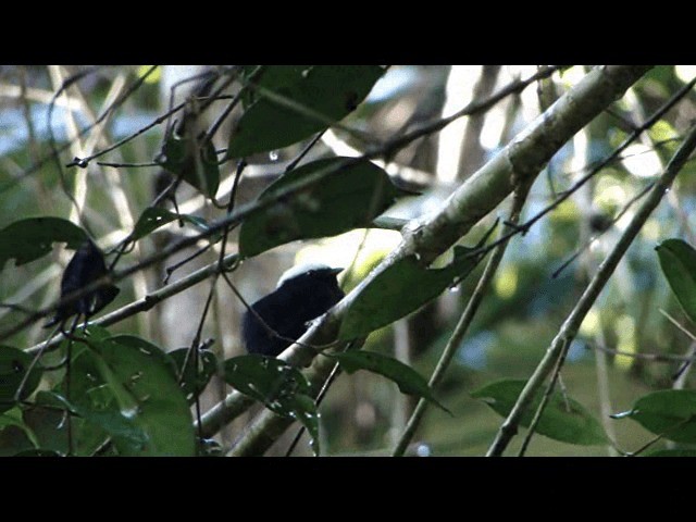White-crowned Manakin - ML201726141