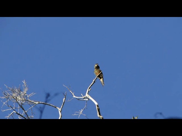 Blue-winged Macaw - ML201726151