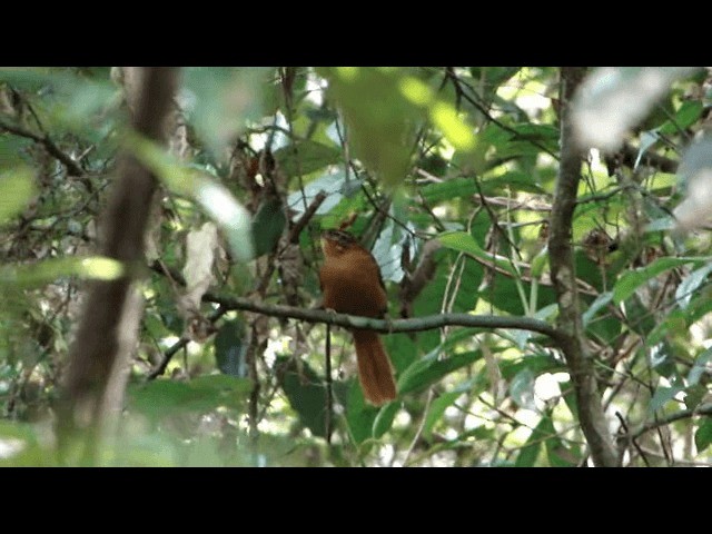 アラゴアスマユカマドドリ - ML201726171