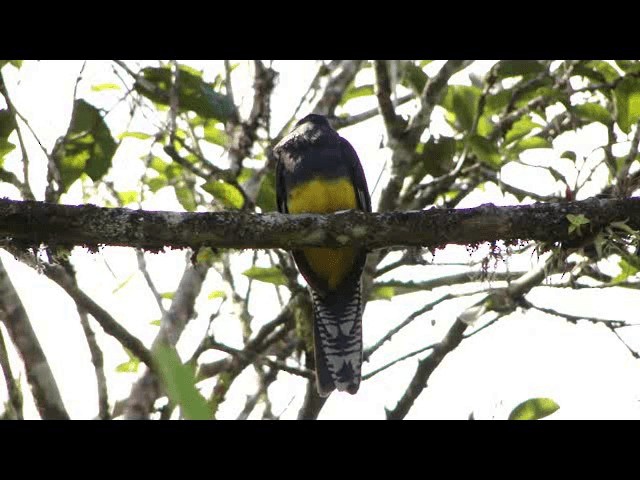 Trogon à queue blanche - ML201726201