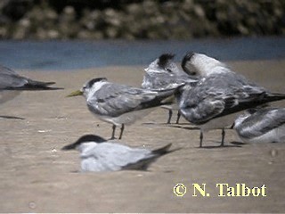 Great Crested Tern - ML201726301