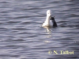 Banded Stilt - ML201726511