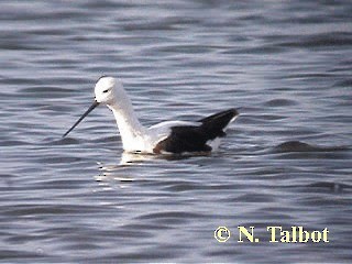 Banded Stilt - ML201726521