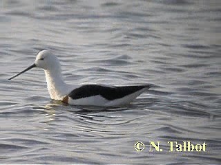 Banded Stilt - ML201726531