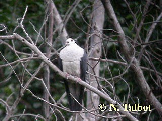 Pigeon leucomèle - ML201726541