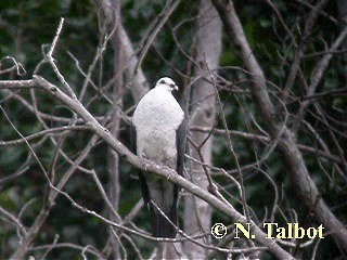 Paloma Blanquinegra - ML201726551