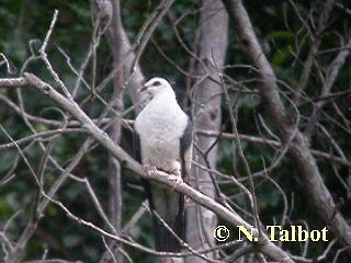 Pigeon leucomèle - ML201726561