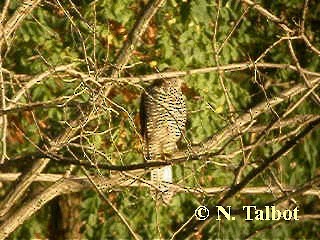 Brown Goshawk - ML201726611