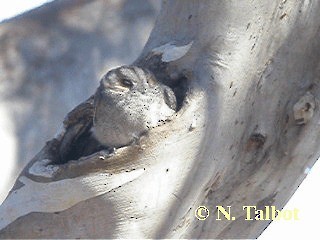 Australian Owlet-nightjar - ML201726621