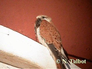 Nankeen Kestrel - ML201726641