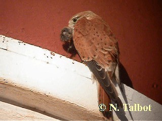 Nankeen Kestrel - ML201726651