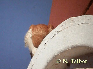 Nankeen Kestrel - ML201726661