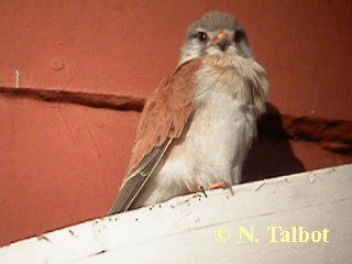 Nankeen Kestrel - ML201726671