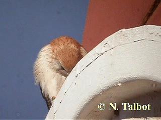 Nankeen Kestrel - ML201726681