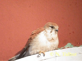 Nankeen Kestrel - ML201726691