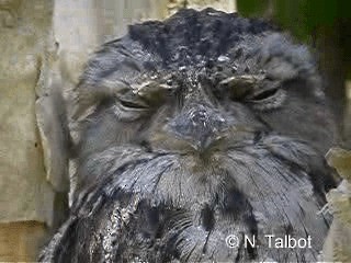 Tawny Frogmouth - ML201726741