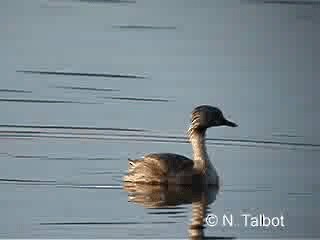 Hoary-headed Grebe - ML201726761