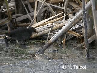 Südsee-Sumpfhuhn - ML201726781