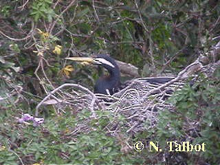 Anhinga Australiana - ML201726811