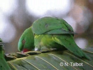 Scaly-breasted Lorikeet - ML201726851